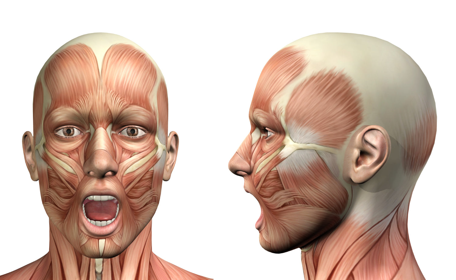 collagene-marin-et-tendons